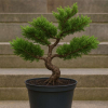 Jałowiec chiński Shimpaku-Juniperus chinensis
