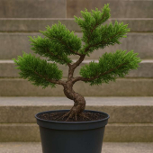 Jałowiec chiński Shimpaku-Juniperus chinensis
