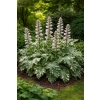 Akant miękki Tasmanian Angel - Acanthus mollis