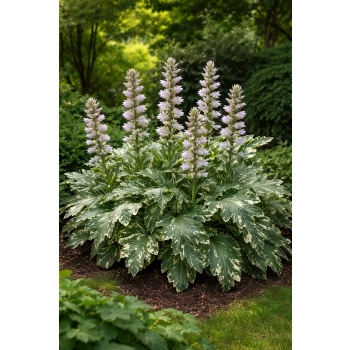 Akant miękki Tasmanian Angel - Acanthus mollis