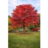 Ambrowiec amerykański - Liquidambar styraciflua