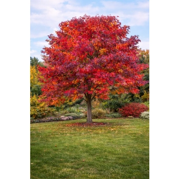 Ambrowiec amerykański - Liquidambar styraciflua
