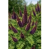 Amorfa krzewiasta-Amorpha fruticosa