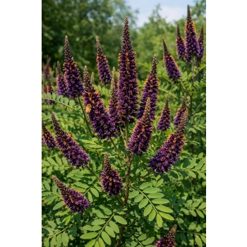 Amorfa krzewiasta-Amorpha fruticosa