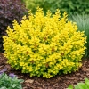 Berberys Thunberga Sunsation-Berberis thunbergii
