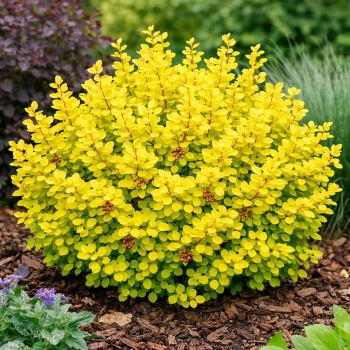 Berberys Thunberga Sunsation-Berberis thunbergii