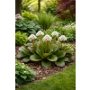 Bergenia sercolistna Jelle - Bergenia cordifolia