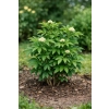 Bez koralowy - Sambucus racemosa