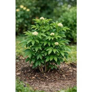 Bez koralowy - Sambucus racemosa