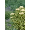 Bez czarny Madonna-Sambucus nigra