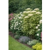 Bez czarny Madonna-Sambucus nigra