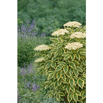 Bez czarny Madonna-Sambucus nigra
