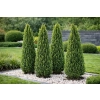 Bukszpan wieczniezielony Pyramidalis-Buxus sempervirens