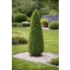 Bukszpan wieczniezielony Pyramidalis-Buxus sempervirens