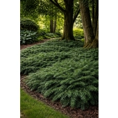 Cis pospolity Repandens - Taxus baccata