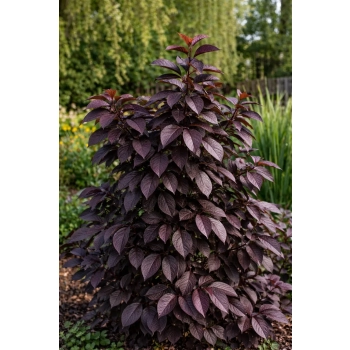 Czeremcha pospolita Novosibirsk-Prunus padus