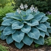 Funkia Diamond Lake - Hosta sieboldiana