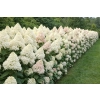 Hortensja bukietowa Grandiflora-Hydrangea paniculata