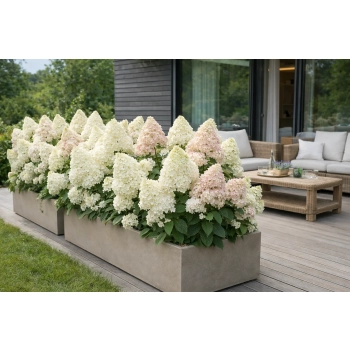 Hortensja bukietowa Grandiflora-Hydrangea paniculata