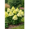 Hortensja bukietowa Limelight-Hydrangea paniculata