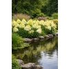 Hortensja bukietowa Limelight-Hydrangea paniculata