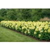 Hortensja bukietowa Limelight-Hydrangea paniculata