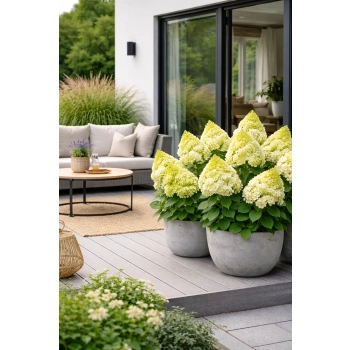 Hortensja bukietowa Limelight-Hydrangea paniculata