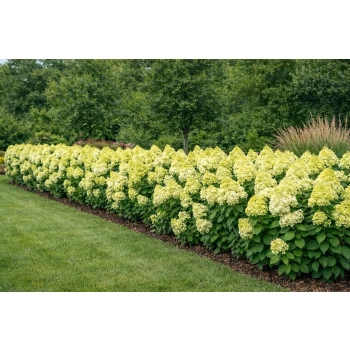 Hortensja bukietowa Limelight-Hydrangea paniculata