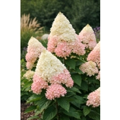 Hortensja bukietowa Phantom-Hydrangea paniculata