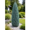 Jałowiec skalny Blue Arrow - Juniperus scopulorum