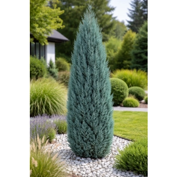 Jałowiec skalny Blue Arrow - Juniperus scopulorum