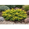Jałowiec mieszańcowy Gold Star-Juniperus ×pfitzeriana Jałowiec mieszańcowy Gold Star-Juniperus ×pfitzeriana