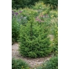 Jałowiec pospolity Kalebab - Juniperus communis
