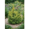 Jałowiec pospolity Kalebab - Juniperus communis