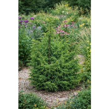 Jałowiec pospolity Kalebab - Juniperus communis