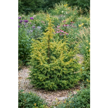 Jałowiec pospolity Kalebab - Juniperus communis