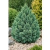 Jałowiec Pinga Loderi-Juniperus pingii