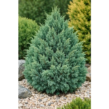 Jałowiec Pinga Loderi-Juniperus pingii