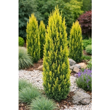 Jałowiec pospolity Suecica Aurea-Juniperus communis