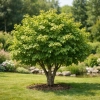 Klon polny - Acer campestre