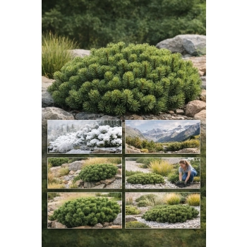 Kosodrzewina pumilio-Pinus mugo var.pumilio