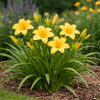 Liliowiec - Hemerocallis