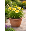 Liliowiec - Hemerocallis