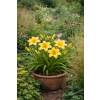 Liliowiec - Hemerocallis