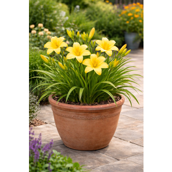 Liliowiec - Hemerocallis
