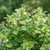 Melisa lekarska-Melissa officinalis