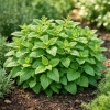 Melisa lekarska-Melissa officinalis
