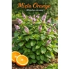 Mięta orange-Mentha citrata