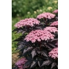 Bez czarny Black Beauty-Sambucus nigra