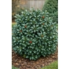 Ostrokrzew Blue Princess-Ilex x meserveae